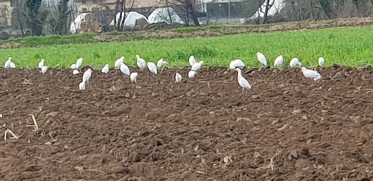 Az.Agr.Cascina Moretta Momo Buitenkant foto