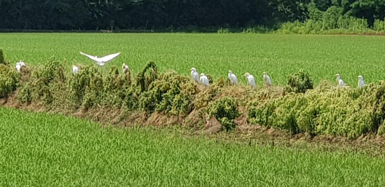 Az.Agr.Cascina Moretta Momo Buitenkant foto